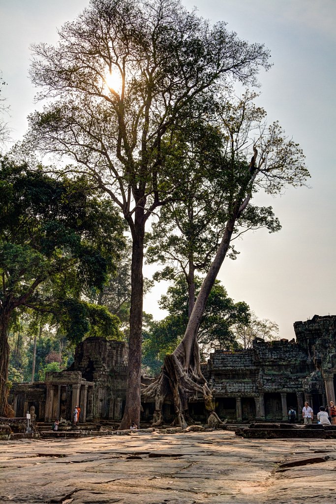 trees at Preah Khan