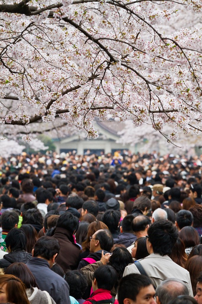 Sakura In Ueno