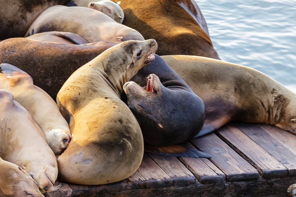 quarrelling seals