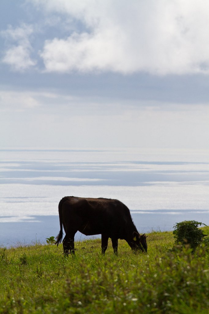 cow and ocean